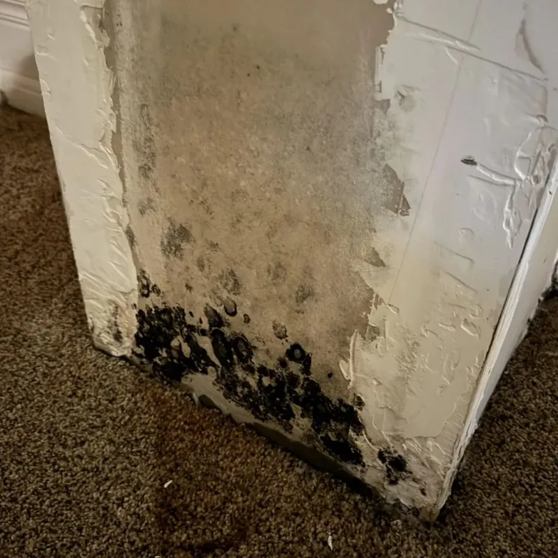 Professional Mold Removal in Chelsea, MI